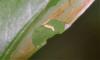 361445 – Photo : Numayta – France (68)